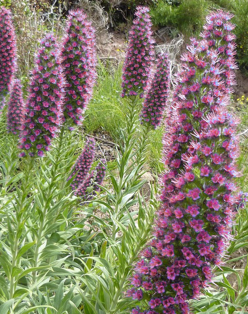 Echium russicum `Red Feathers`